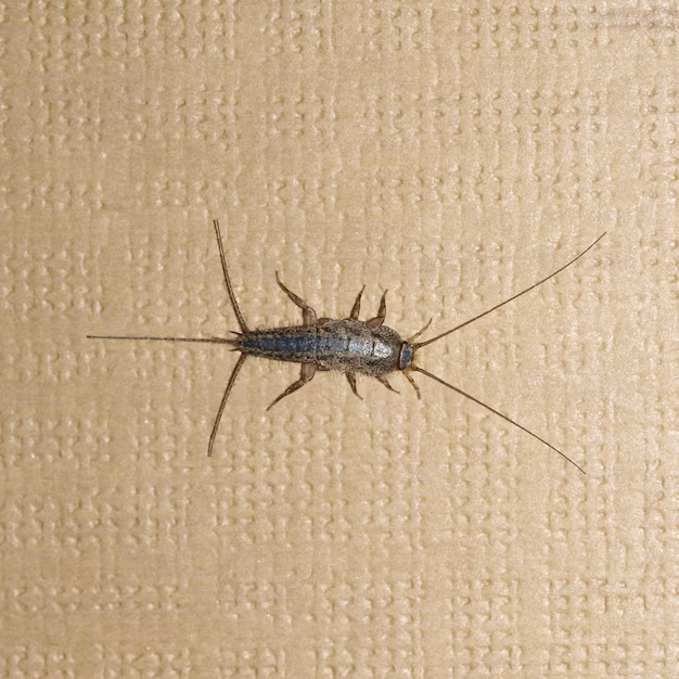 firebrat-insect-wall_469558-22228